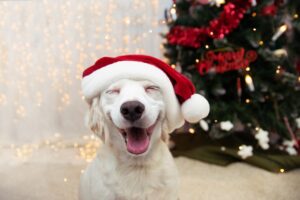 Dog with holiday hat